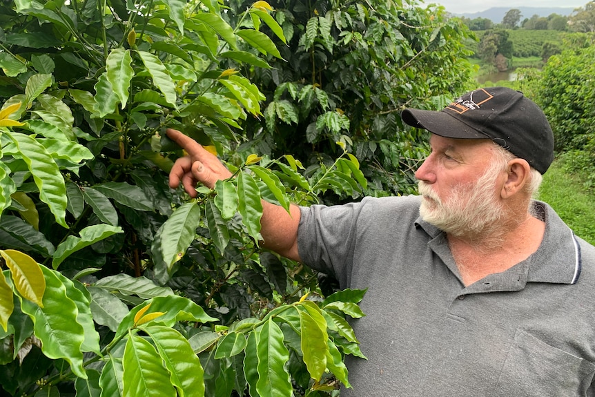 Peter Webb points at the young cherries in the coffee tree.