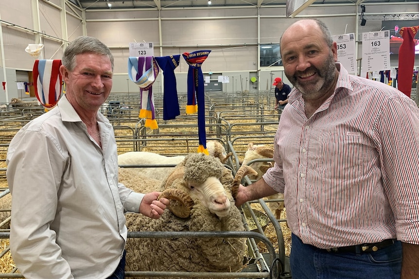 Two sheep and wool producers with the sheep at the Royal Easter Show