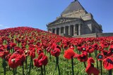 Woollen poppies cover the grass outside the Shrine of Remembrance in Melbourne.