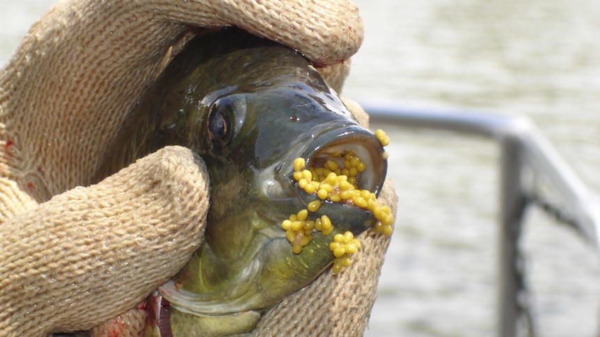 Tilapia can quickly infest waterways because they protect their eggs.