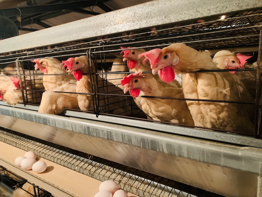 A row of hens in battery cages.