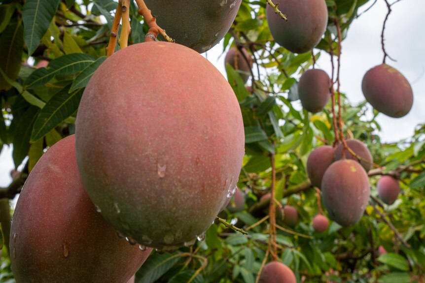 bunches of mangos on tree covered with droplets of rain