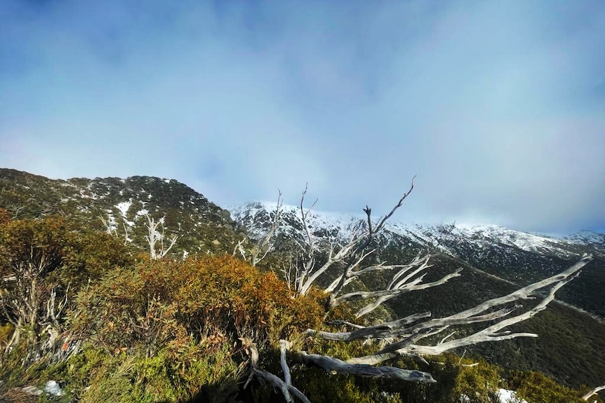 A landscape image shows a snow-capped mountain in the distance with alpine bush draped in now in the foreground.