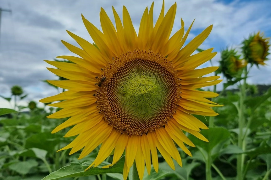 Sunflower in bloom.