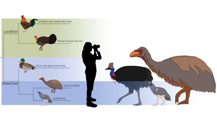A graphic of three birds standing in comparative size with a human.
