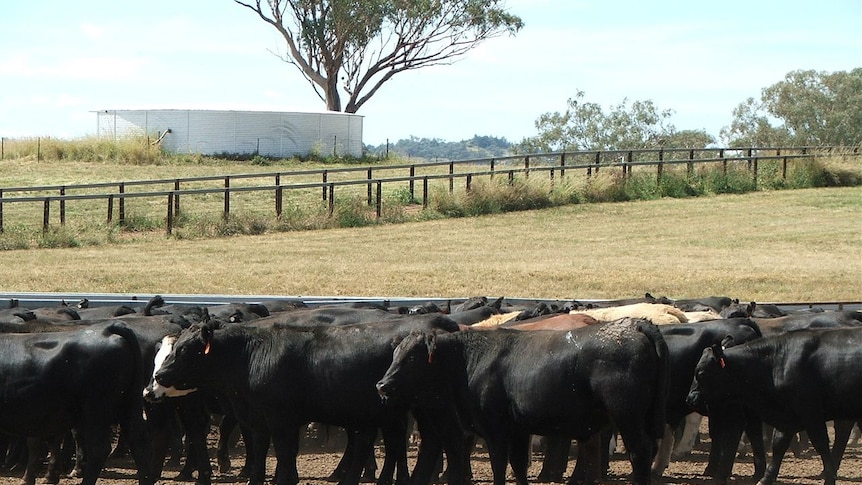 Nullamanna Station's feedlot provides cattle for Woolworths