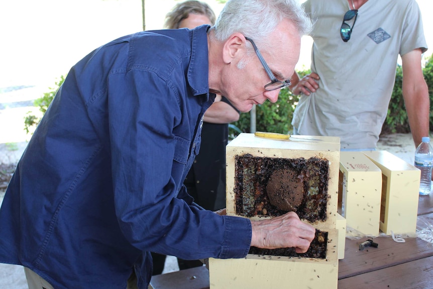 A man leans over an open native bee hive.