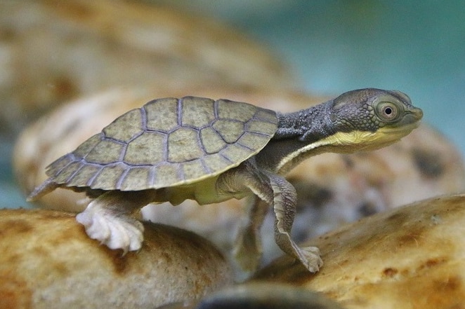 A close up of a Bellinger River turtle face 