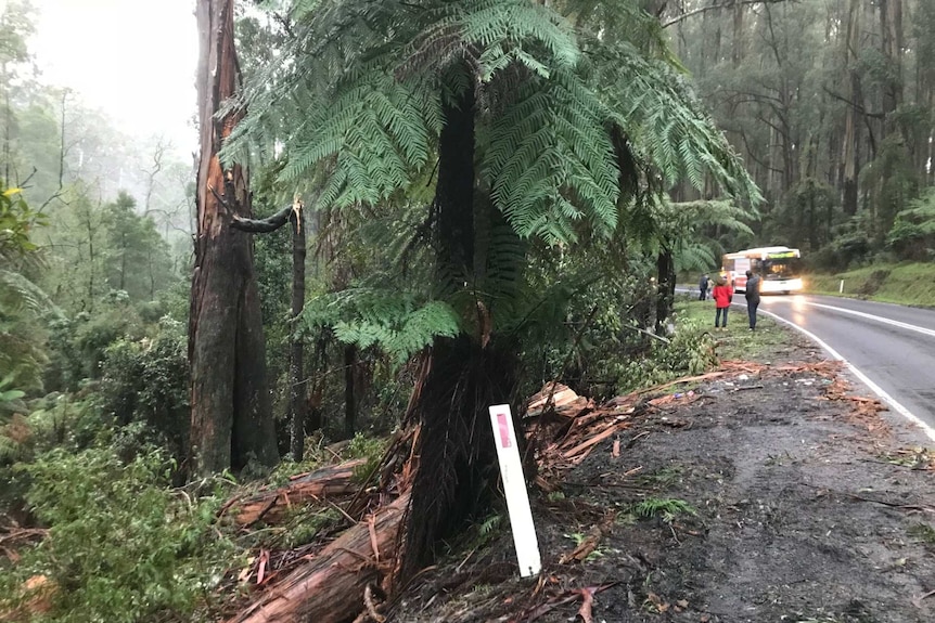 A tree trunk which has been cut and a post which has been pushed over are shown on the side of a road with forest on both sides.