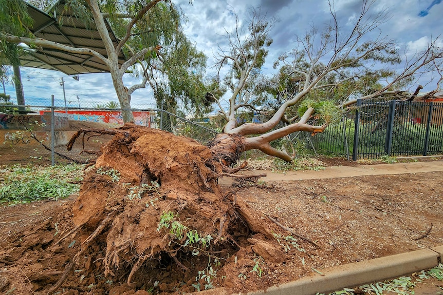 A tree ripped out of the ground