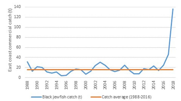 Graph from the Queensland Government shows a significant rise  in commercial catch rates of black jewfish since 2916.