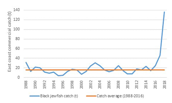 Graph from the Queensland Government shows a significant rise  in commercial catch rates of black jewfish since 2916.