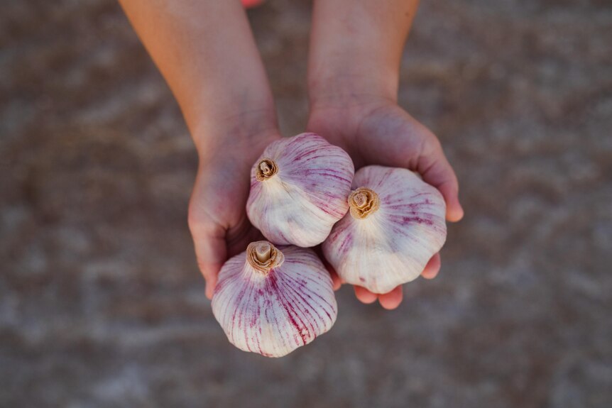 Bulbs of garlic being held in two hands.