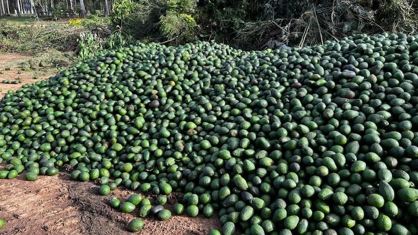 A big pile of avocados lying on the ground.