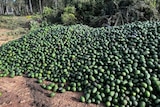 A big pile of avocados lying on the ground.