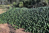 A giant pile of avocados