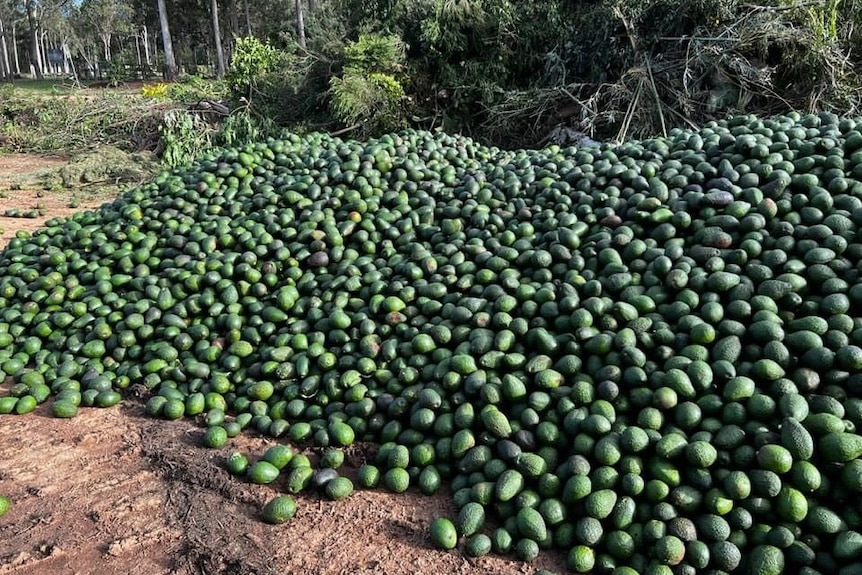Een stapel groene avocado's op de grond