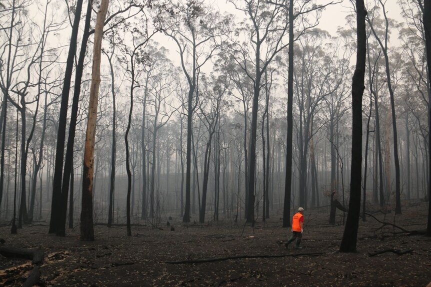 Una mujer solitaria con un chaleco naranja de alta visibilidad camina a través de un bosque quemado mientras las encías ennegrecidas se elevan sobre ella.
