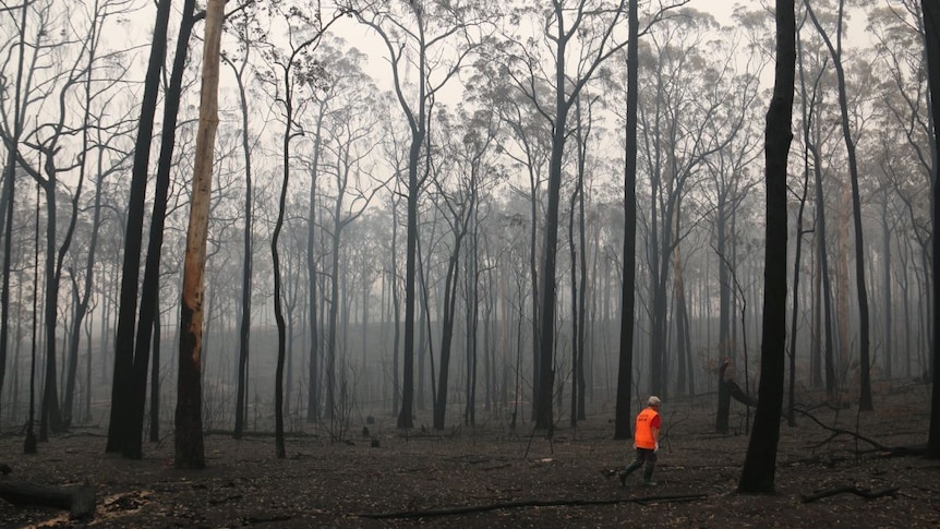 A lone woman in an orange high-vis vest walks through a burnt forest as blackened gums tower above her.