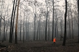 A lone woman in an orange high-vis vest walks through a burnt forest as blackened gums tower above her.