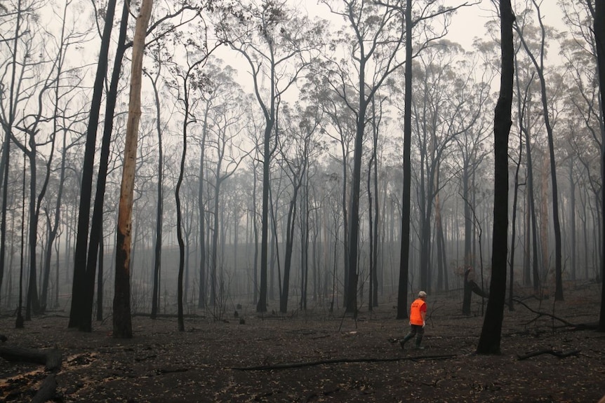 A lone woman in an orange high-vis vest walks through a burnt forest as blackened gums tower above her.