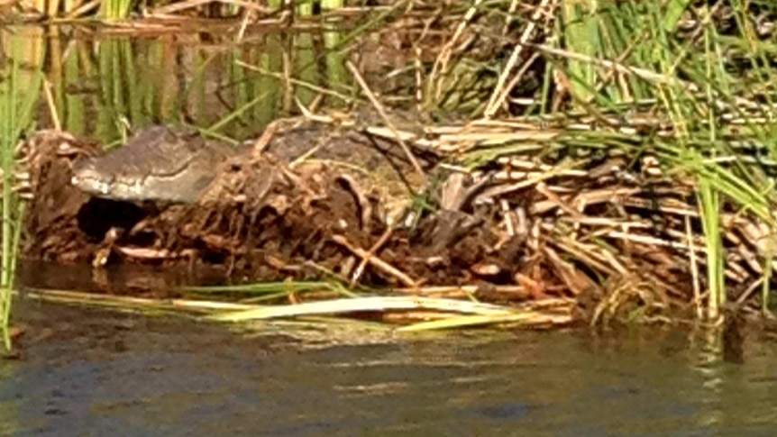 Saltwater crocodile spotted at Lake Kununurra