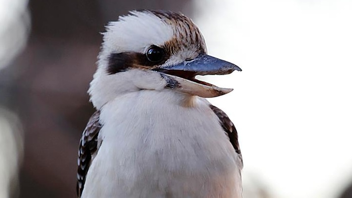 A Kookaburra sits in a tree with its beak ajar.