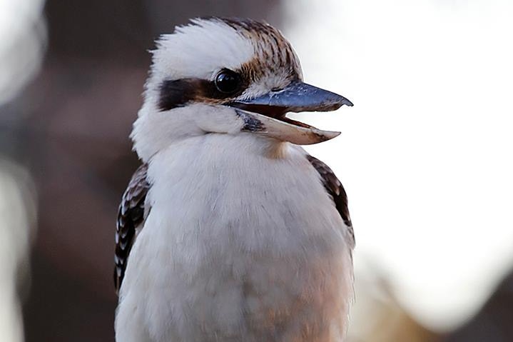 A Kookaburra sits in a tree with its beak ajar.