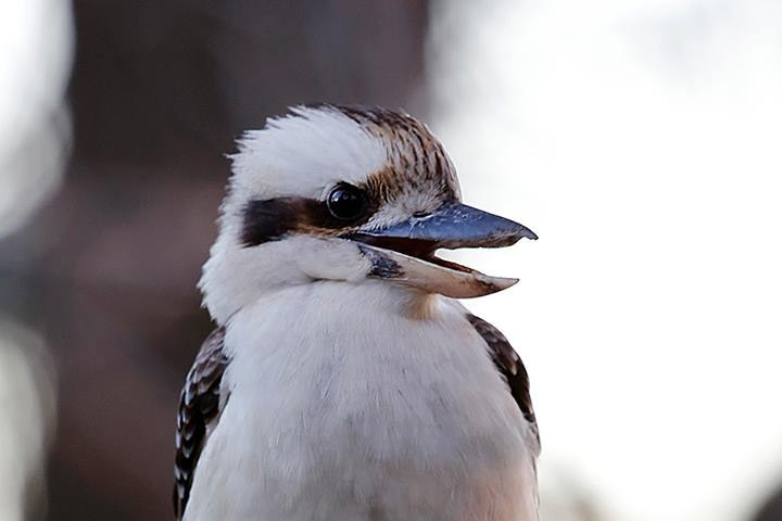 Canberra Kookaburra.