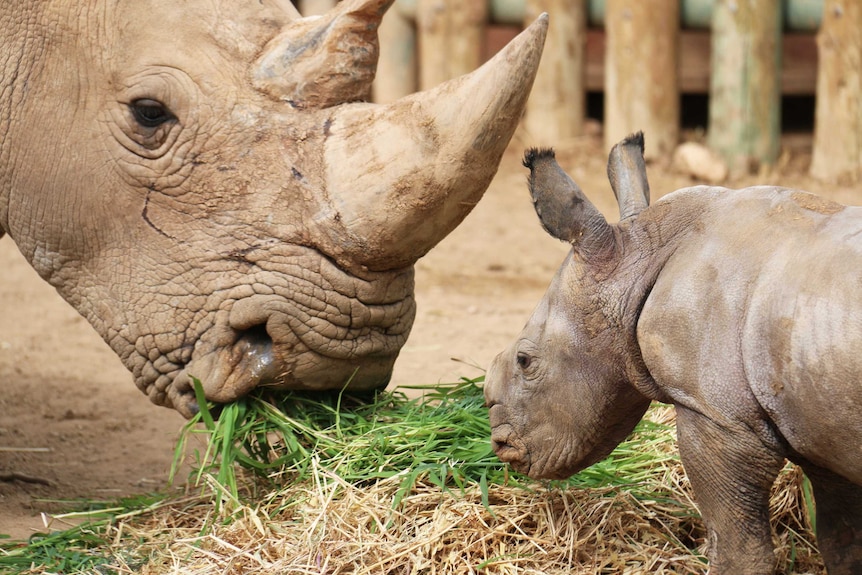 Mother and calf rhinoceros