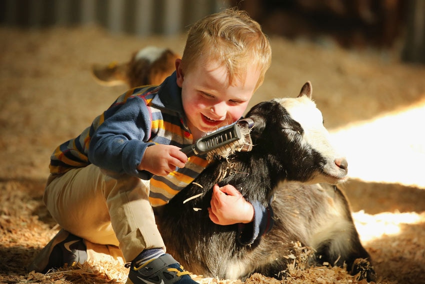 A smiling little boy combs a goat.