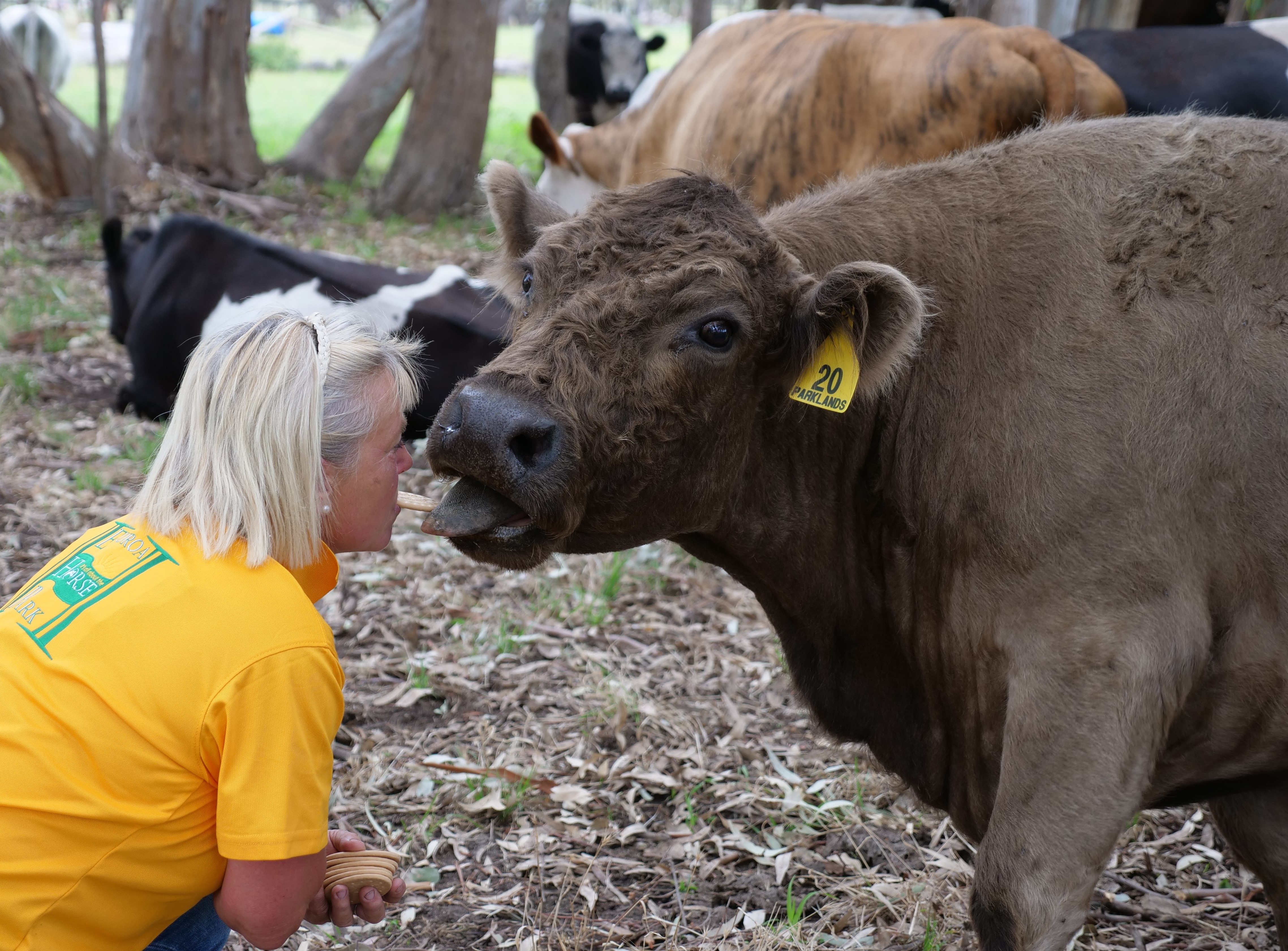 a lady in a yellow shirt feeding a cow a biscuit out of her mouth 