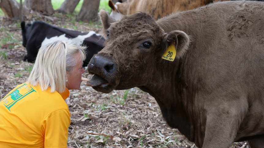 a lady in a yellow shirt feeding a cow a biscuit out of her mouth 