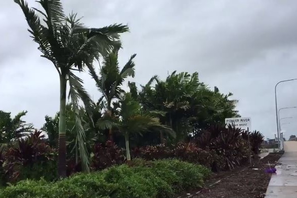 Windy palms in the rain near the Pioneer River in Mackay