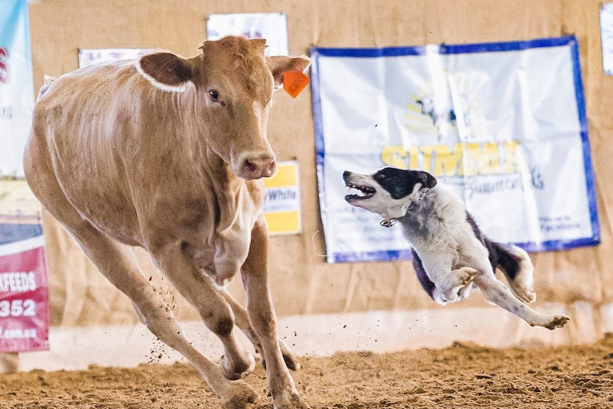 A border collie jumps in the air to round up cattle.