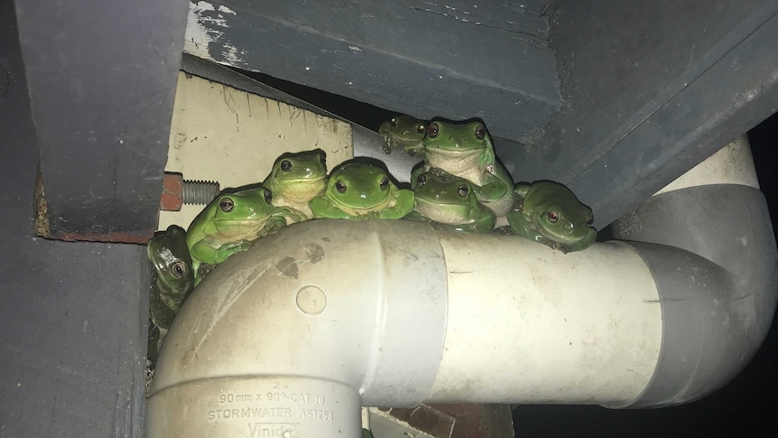 A large group of green tree frogs sit on a stormwater drain.