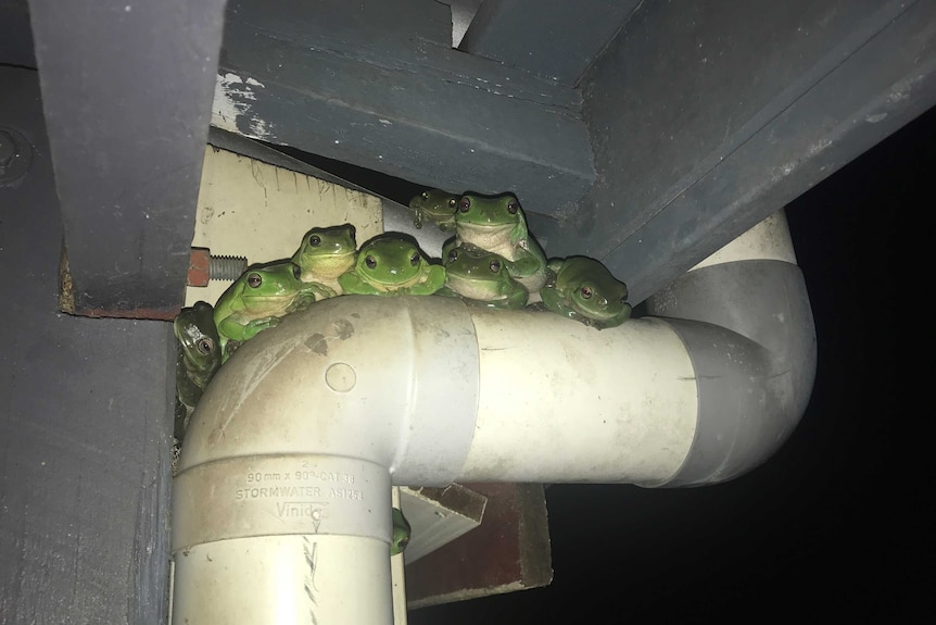 卡拉娜·诺顿说，她每天晚上在自己位于Blackbutt的家看到多达20只绿树蛙。