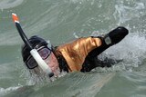 French amputee and swimmer Philippe Croizon.