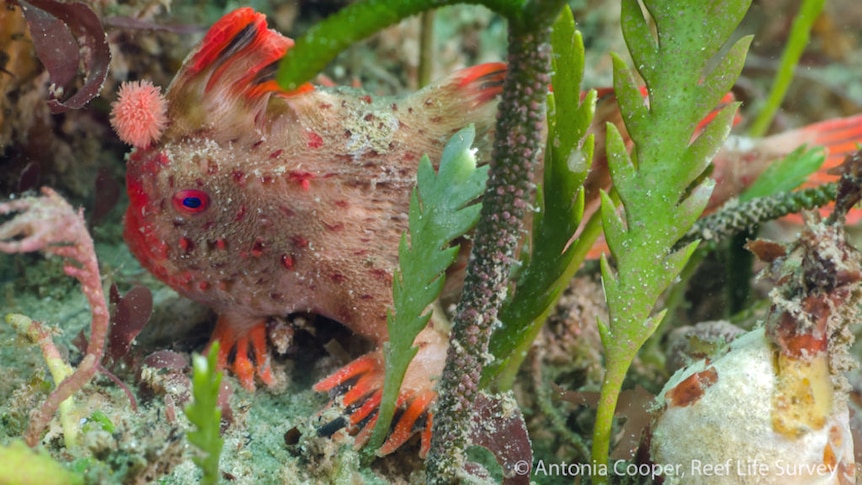 Scientists celebrate new population of rare red handfish