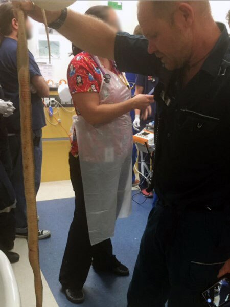 Queensland paramedic holds dead coastal taipan that bit man in Cairns