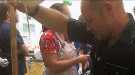 Queensland paramedic holds dead coastal taipan that bit man in Cairns