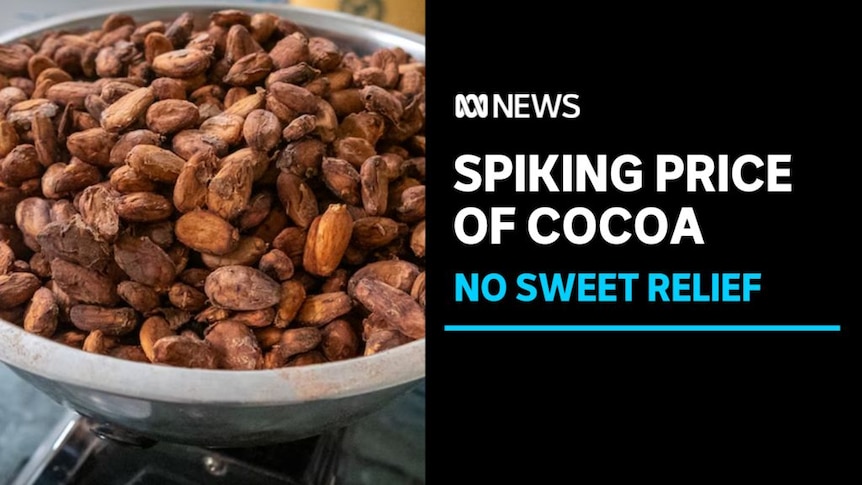 Spiking Price of Cocoa, No Sweet Relief: A bowl of cocoa beans.