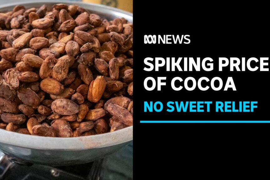 Spiking Price of Cocoa, No Sweet Relief: A bowl of cocoa beans.