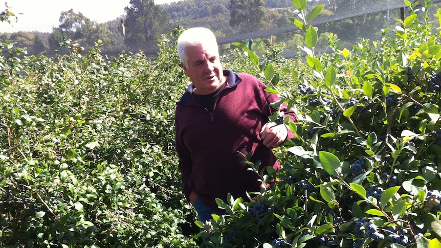 Australian Blueberry Growers Association president Greg McCulloch walks through blueberry plants.