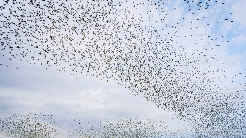 Budgerigars flock above a waterhole