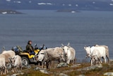 A man on a quad bike surrounded by reindeer with a fjord in the background. 