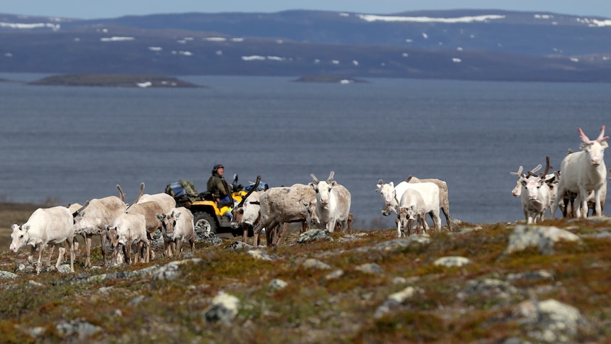 A man on a quad bike surrounded by reindeer with a fjord in the background. 