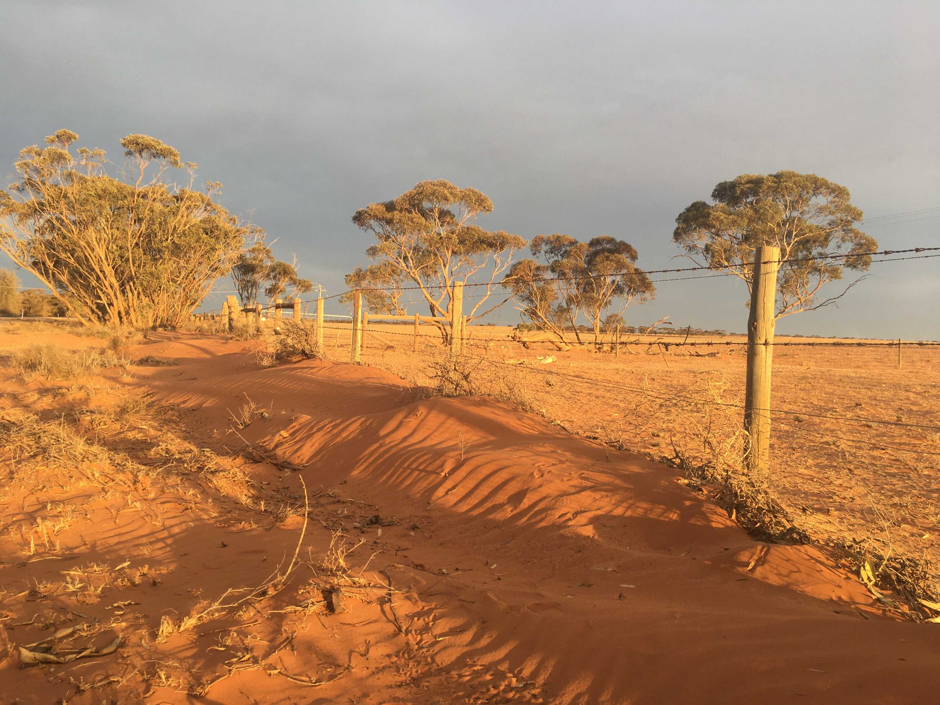Sand building up along a fence in the Millewa.