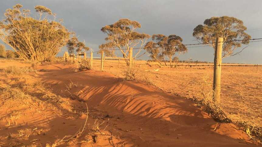Sand building up along a fence in the Millewa.