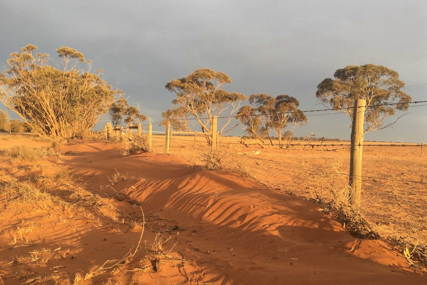 Sand building up along a fence in the Millewa.